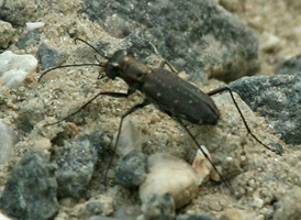 Dotted Tiger Beetle